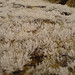Hoar frost