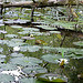 Lilies at Kirroughtree